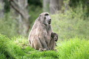 Obraz premium Gorilla