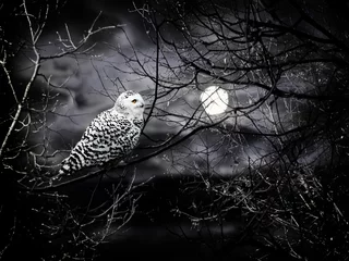 Foto auf Acrylglas Halloweennacht © Sergej Razvodovskij