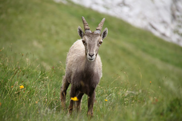 Bouquetin