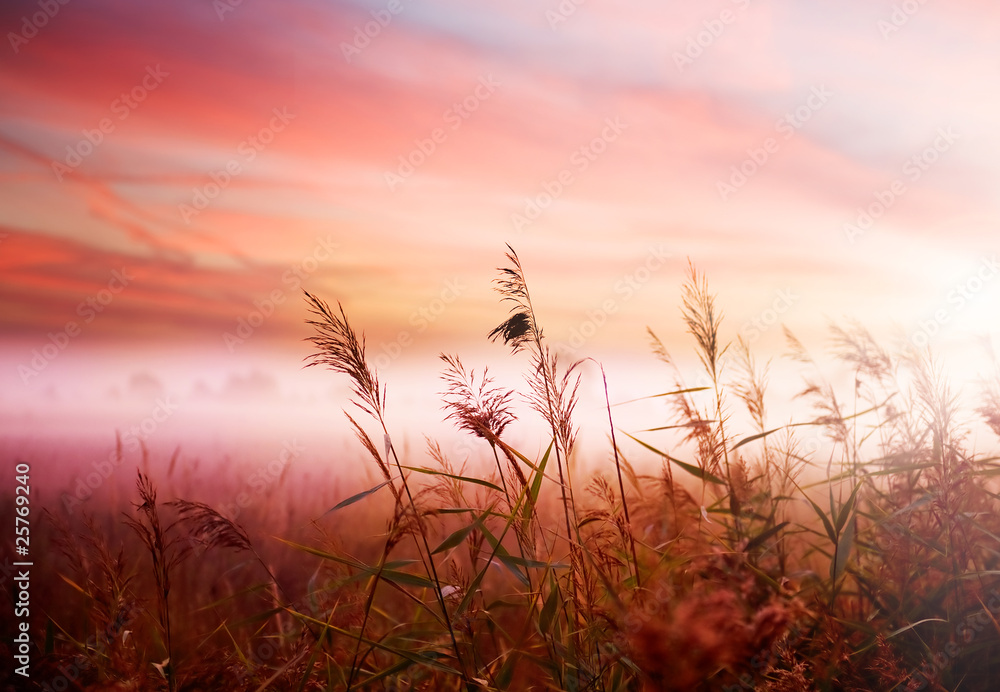 Canvas Prints Foggy Landscape.Early Morning Mist.