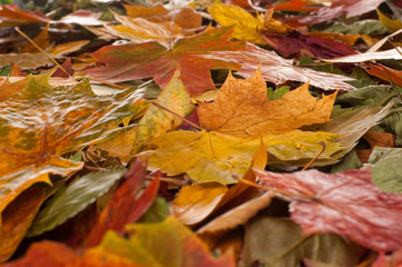 Collage consisting of autumn leaves