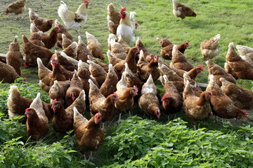 Freilandhaltung Hühner
