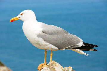 Fototapeta na wymiar Seagull, Asturias