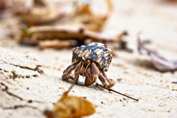 pagurian on sand beach