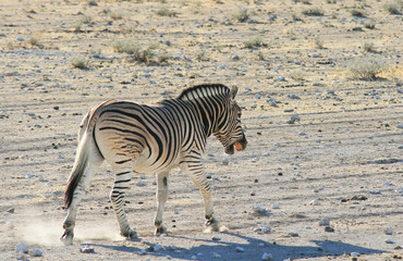Fototapeta na wymiar Zebra spragniony