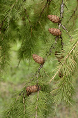 Larch branch with cones and green needles