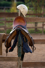 saddle horse