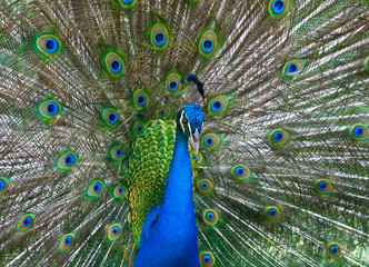 Obraz premium Beautiful color peacock