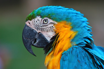 Blue-and-yellow Macaw