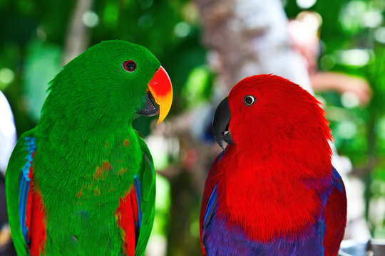 Pair of lori parrots