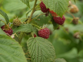 ripe red raspberries on the bush with green