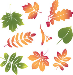Fototapeta na wymiar vector set autumn leaves