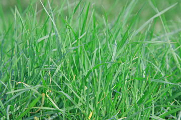 Green grass