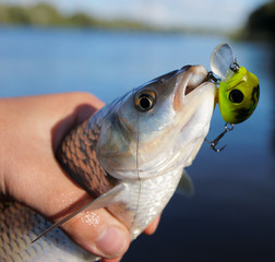 Chub caught on spinning bait