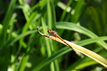 libelle