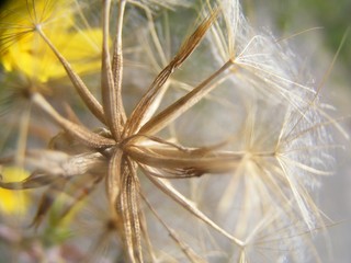 mature dandelion seeds