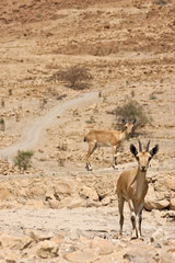 Ibex