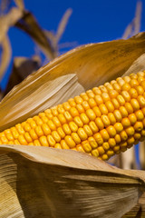 Corn - Feed Corn in Field with Blue Sky
