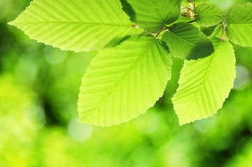 Fototapeta na wymiar green summer leaf