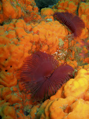 Featherduster worms over yellow sponge underwater in Dominica
