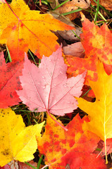 Naklejka na ściany i meble Close-up of a Colorful Maple Leaves
