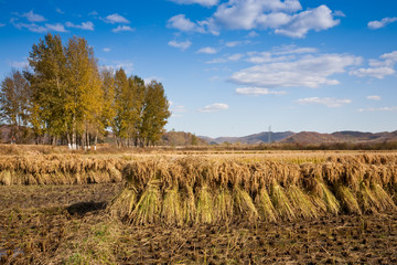Fototapeta na wymiar autumn rural landscape