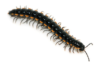 prospirobolus