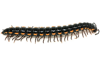 prospirobolus