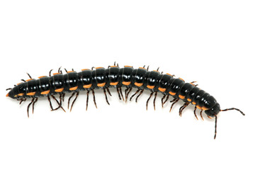 prospirobolus