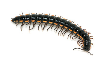 prospirobolus