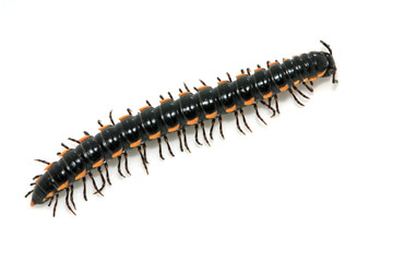 prospirobolus