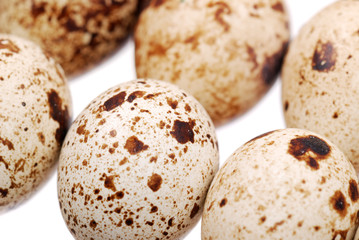 Photo of the quail egg