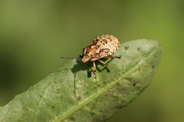 stinkbug