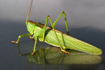 insect