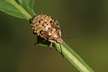 stinkbug