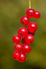 red currant