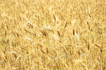 Wheaten field background