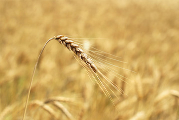 Wheaten field background