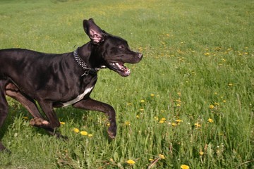 Deutsche Dogge übers Gras laufend