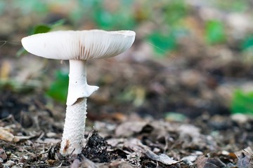 mushroom
