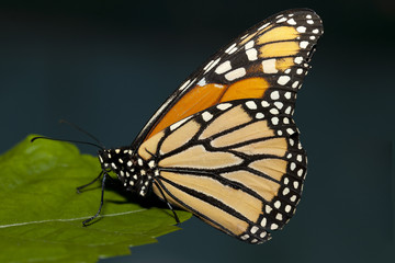 Fototapeta na wymiar Butterfly closeup.