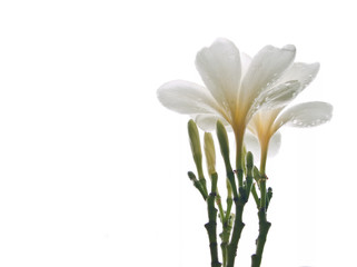 Tropical White Plumeria Flowers