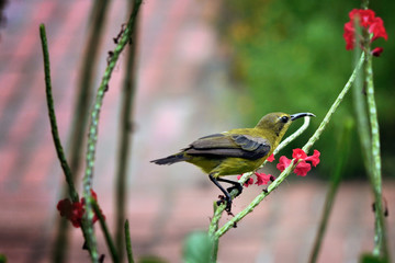 Yellow Sunbird