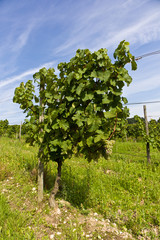 Fototapeta na wymiar beautiful rapes in the vineyard