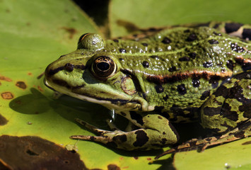Teichfrosch_05
