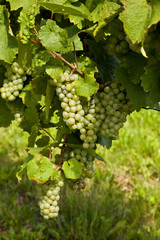 beautiful rapes in the vineyard