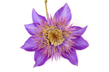 Purple Clematis flower over white background