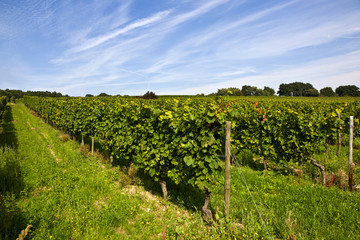Fototapeta na wymiar beautiful rapes in the vineyard