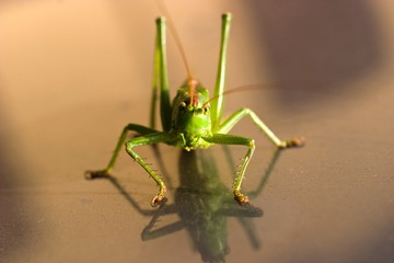 insect