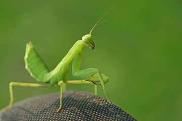 mantis